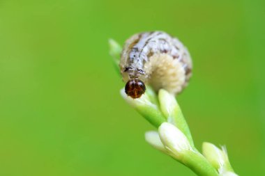 Negatif çamur böceği, doğada küçük bir böcek, Kuzey Çin