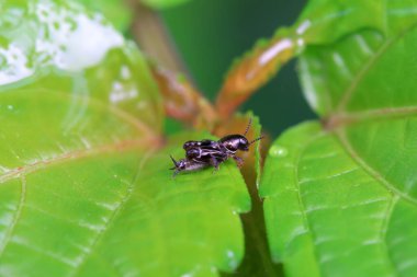 Cüce kum cırcırböceği vahşi doğada, Kuzey Çin 'de