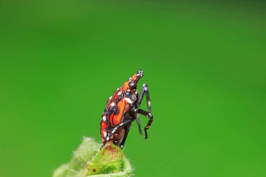 Kuzey Çin 'deki yabani bitkilerin üzerindeki Cicadellidae böcekleri.