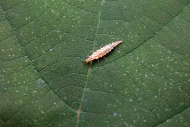 A functional insect of the order Neuroptera in the wild, North China clipart