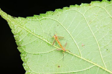 Vahşi doğada sivrisinek, Kuzey Çin