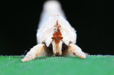 Lepidoptera böcekleri vahşi doğada, Kuzey Çin