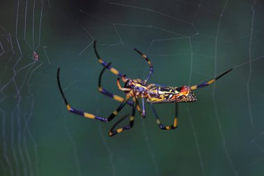 Spiders in the wild, North China clipart