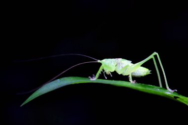 Kuzey Çin 'de Katydid perileri.