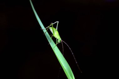 Kuzey Çin 'de Katydid perileri.