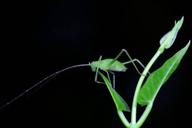 Katydid nymphs in the wild, North China clipart