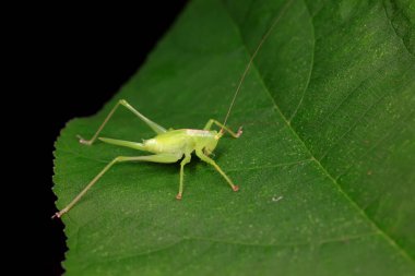 Kuzey Çin 'de Katydid perileri.