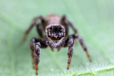 Spiders in the wild, North China clipart