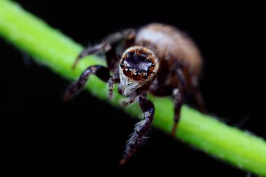 Spiders in the wild, North China clipart