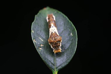 Lepidoptera larvaları vahşi doğada, Kuzey Çin