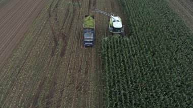 Çiftçiler, Kuzey Çin 'deki tarlalarda depolanan yeşil mısırları toplamak için hasatçılar sürüyorlar.