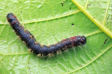 Lepidoptera larvaları vahşi doğada, Kuzey Çin