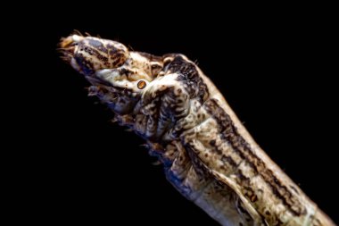 Lepidoptera larva larvası vahşi doğada, Kuzey Çin