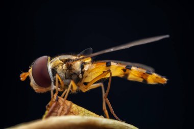 Kuzey Çin 'de yaprak biti sinekleri yiyor.