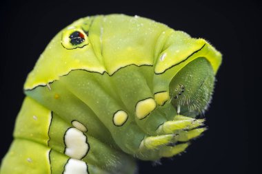 Lepidoptera larvaları vahşi doğada, Kuzey Çin