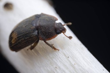 Kuzey Çin 'deki yabani bitkilerin üzerindeki yaprak böceği.
