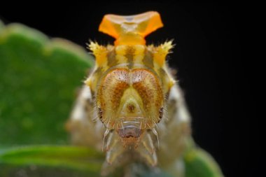 Lepidoptera larvaları vahşi doğada, Kuzey Çin