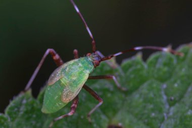 Vahşi doğada hemiptera böcekleri, Kuzey Çin