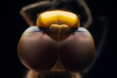 Kuzey Çin 'de yusufçuk yuvası gözü kapatın.