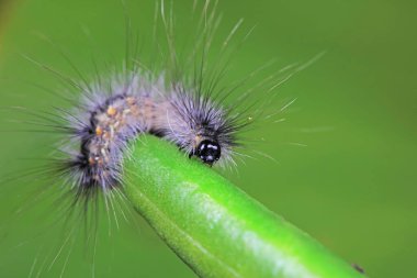 Lepidoptera larvaları vahşi doğada, Kuzey Çin