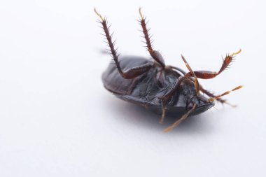 Vahşi doğada hemiptera böcekleri, Kuzey Çin