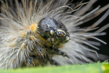 Lepidoptera larvaları vahşi doğada, Kuzey Çin