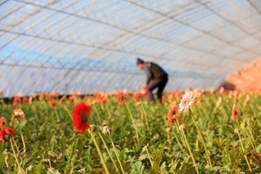 Kuzey Çin 'deki bir serada Gerbera' ya çiftçiler bakıyor.
