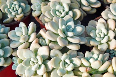 Kuzey Çin 'deki bir seradaki sulu bitkileri kapatın.