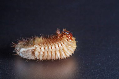 Tırtıl, bir Coleoptera böceğinin larvası.