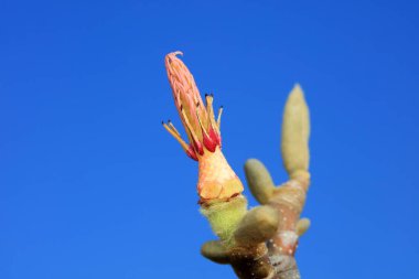 Manolya çiçekleri mavi gökyüzünün arka planında, Kuzey Çin