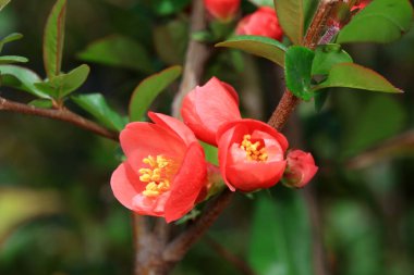 Begonya 'nın çiçeği Kuzey Çin' deki botanik bahçesinde.