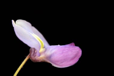 Wisteria çiçekleri Kuzey Çin 'deki botanik bahçesindedir.