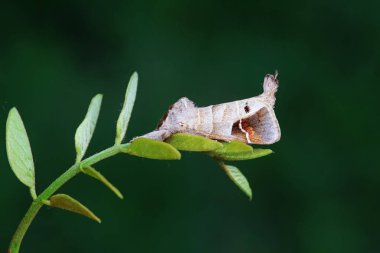 Lepidoptera böcekleri vahşi doğada, Kuzey Çin