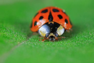 Kuzey Çin 'deki yabani bitkilerde uğur böcekleri