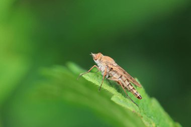 Kuzey Çin 'deki yabani bitkiler üzerindeki sinek.