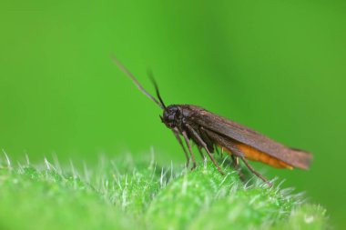 Lepidoptera böcekleri vahşi doğada, Kuzey Çin