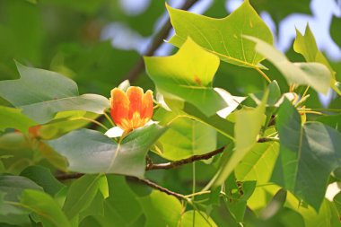 Kuzey Çin 'deki botanik bahçesinde liriodendron çiçekleri