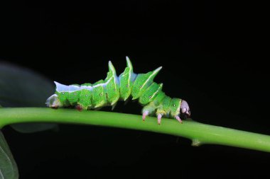 Lepidoptera larvaları vahşi doğada, Kuzey Çin