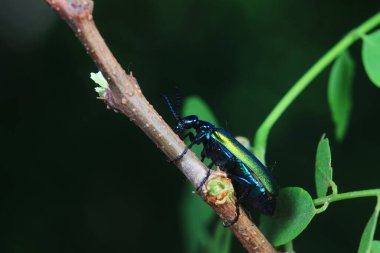 Kolaoptera böceği -- yeşil Daphne Genkwa, Kuzey Çin