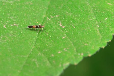 Lepidoptera böcekleri vahşi doğada, Kuzey Çin