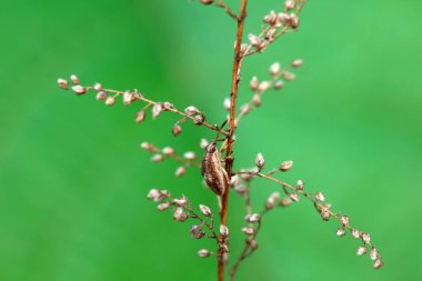 Hemiptera bugs in the wild, North China clipart