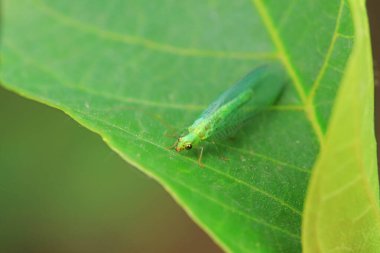 Kuzey Çin 'de nöropteranın işlevsel bir böceği.