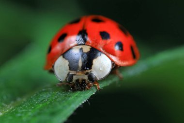 Kuzey Çin 'deki yabani bitkilerde uğur böcekleri