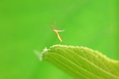 Vahşi doğada hemiptera böcekleri, Kuzey Çin