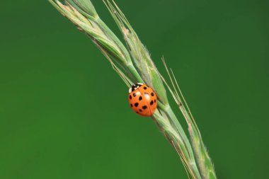 Kuzey Çin 'deki yabani bitkilerde uğur böcekleri