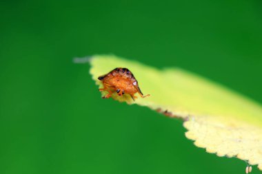 Hispidae ailesi Kuzey Çin 'de bitkilerin üzerinde sürünüyor.