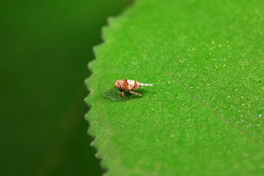 Kuzey Çin 'deki yabani bitkilerin üzerindeki Cicadellidae böcekleri.