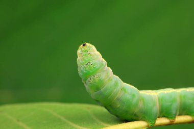Lepidoptera larvaları vahşi doğada, Kuzey Çin