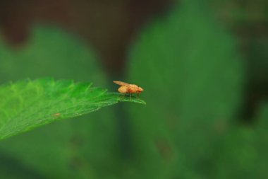 Kuzey Çin 'deki yabani bitkilerin üzerinde uçuyor.