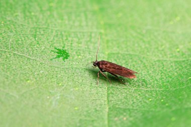 Lepidoptera böcekleri vahşi doğada, Kuzey Çin